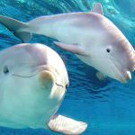 Schemi a Punto Croce – Delfini