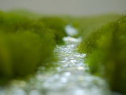 Fiume di lana