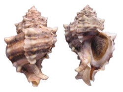 Murex trunculus