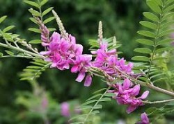 indigofera