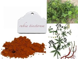 rubia-tinctorum